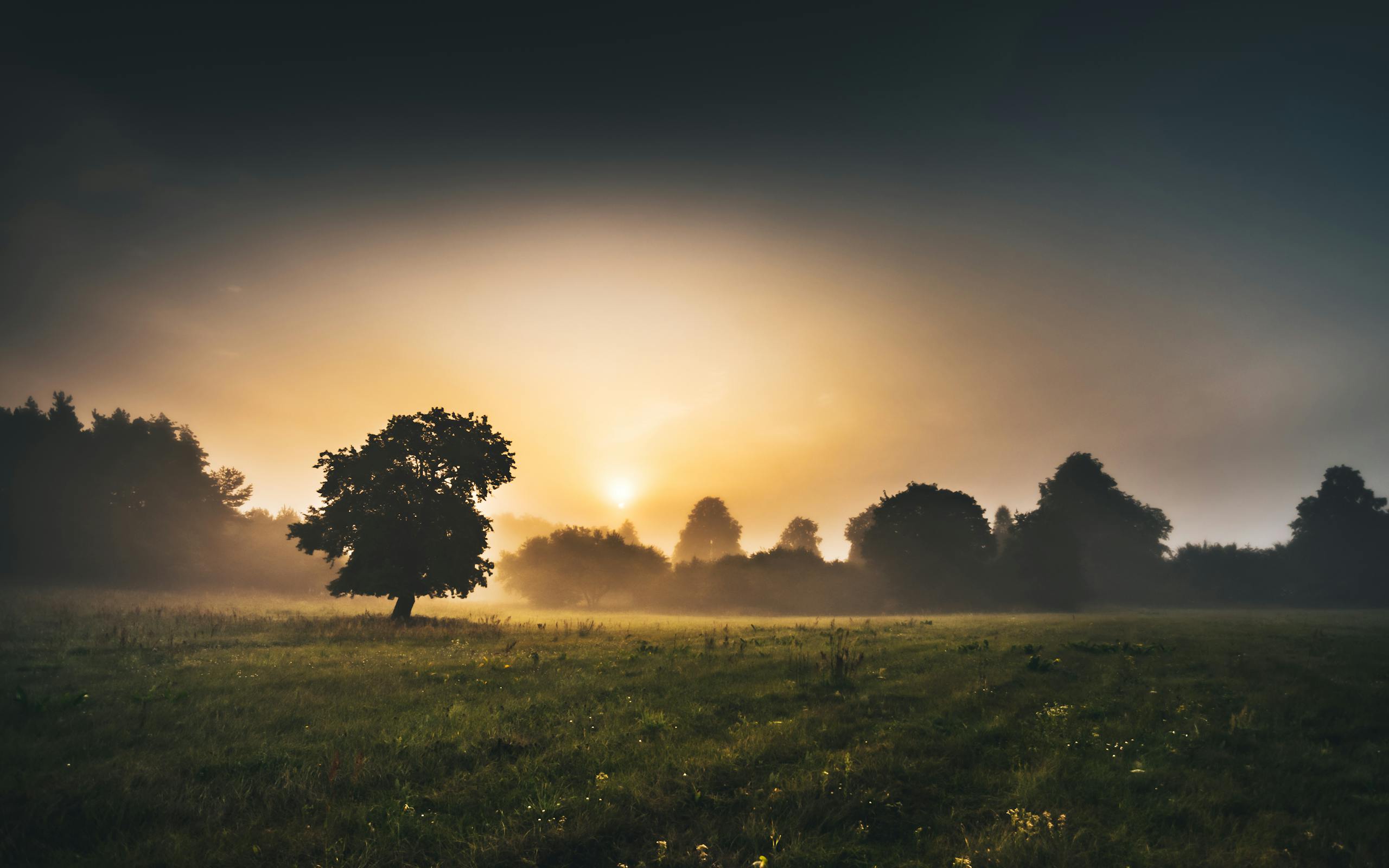 Serene misty meadow in Podlasie, Poland, with trees silhouetted at sunrise.